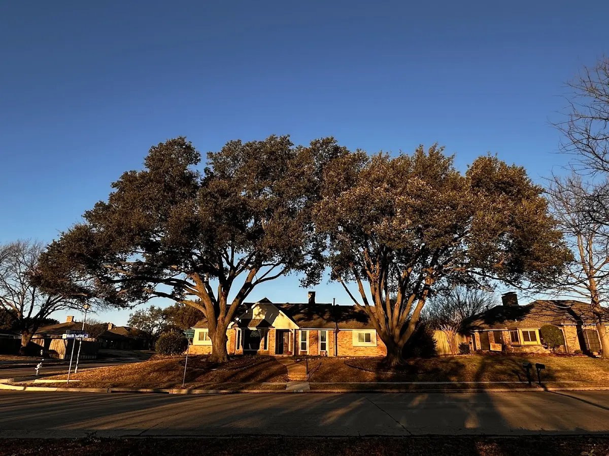 Established residential canopy tree shading a home in New Cumberland